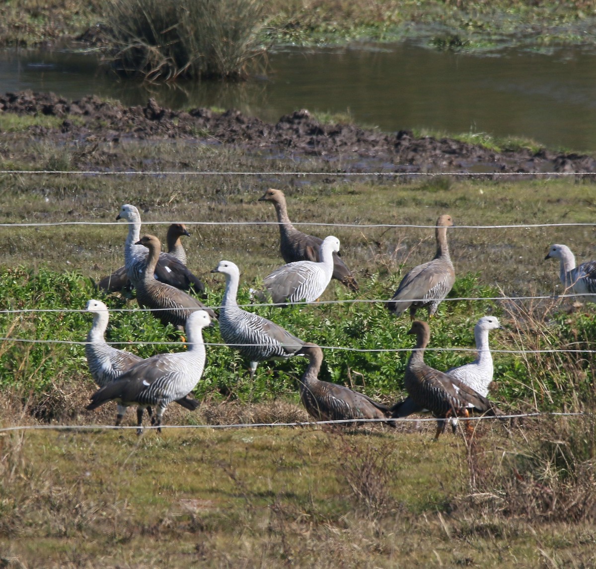 Upland Goose - Juan González Mejias