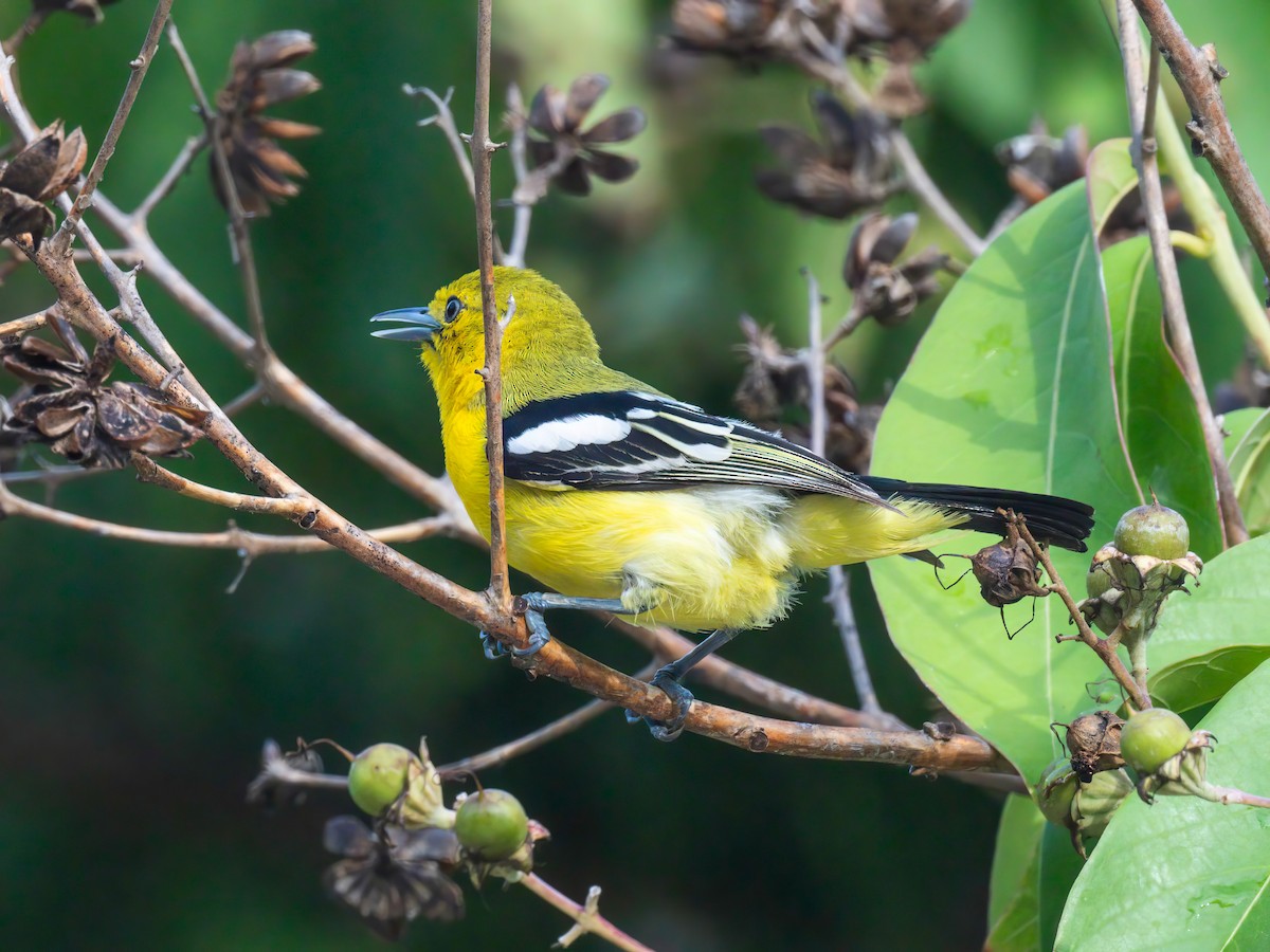 Common Iora - ML619278401