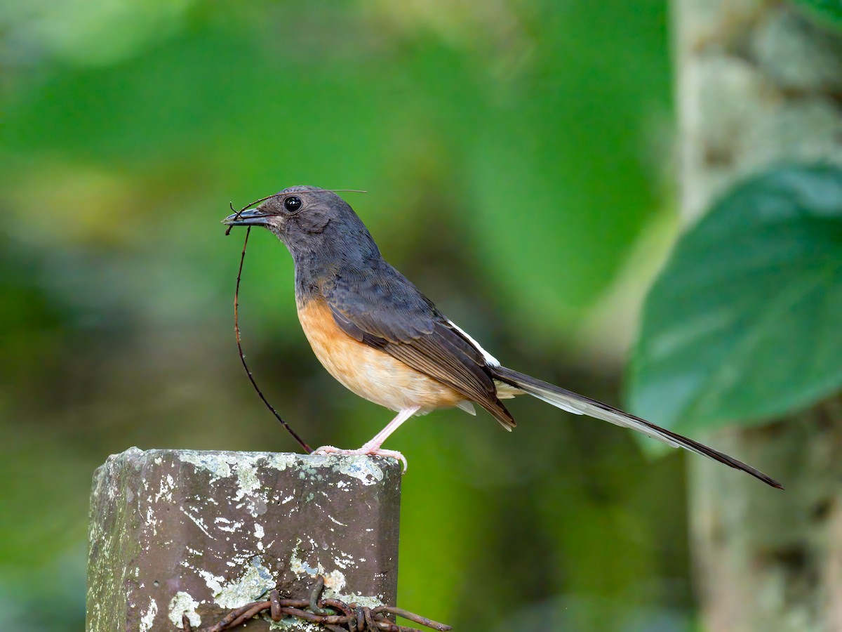 White-rumped Shama - ML619278407