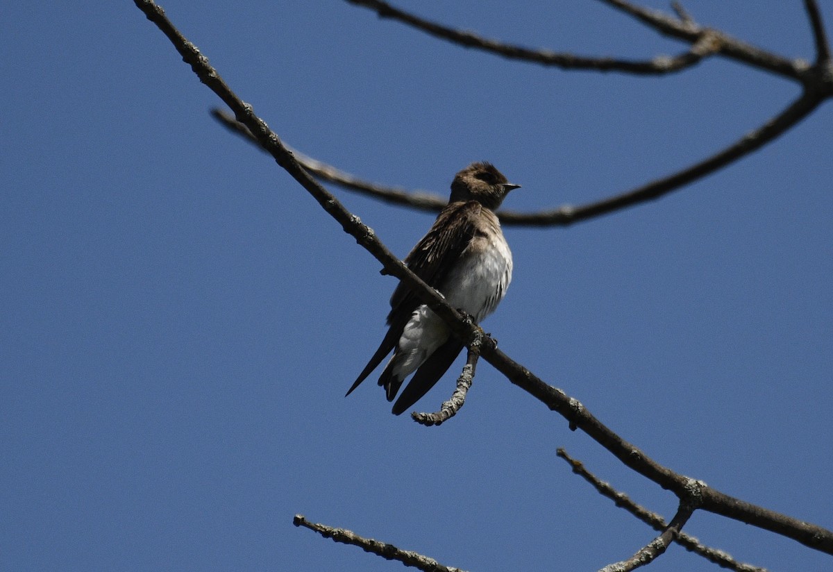 Northern Rough-winged Swallow - Robert Savoie