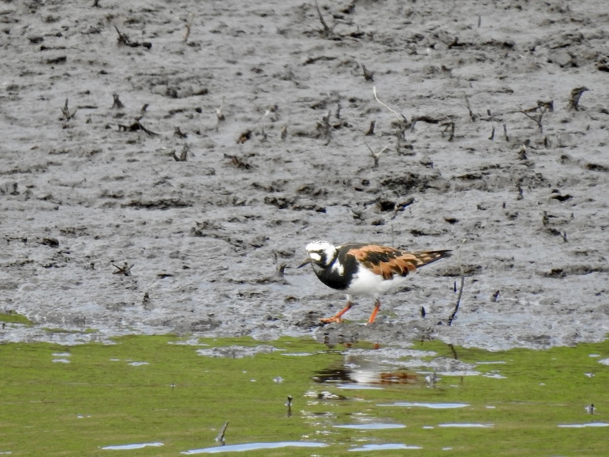 Ruddy Turnstone - ML619278430