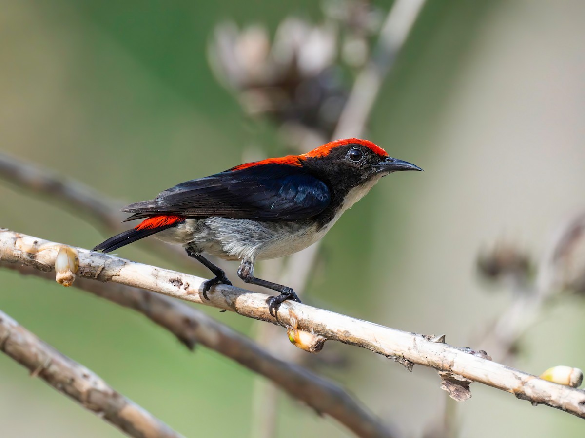 Scarlet-backed Flowerpecker - ML619278437