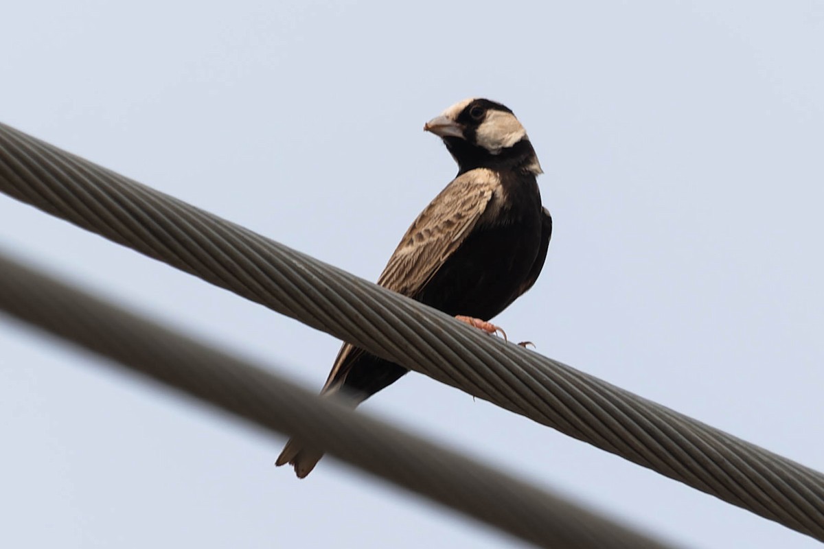 Ashy-crowned Sparrow-Lark - Zebedee Muller