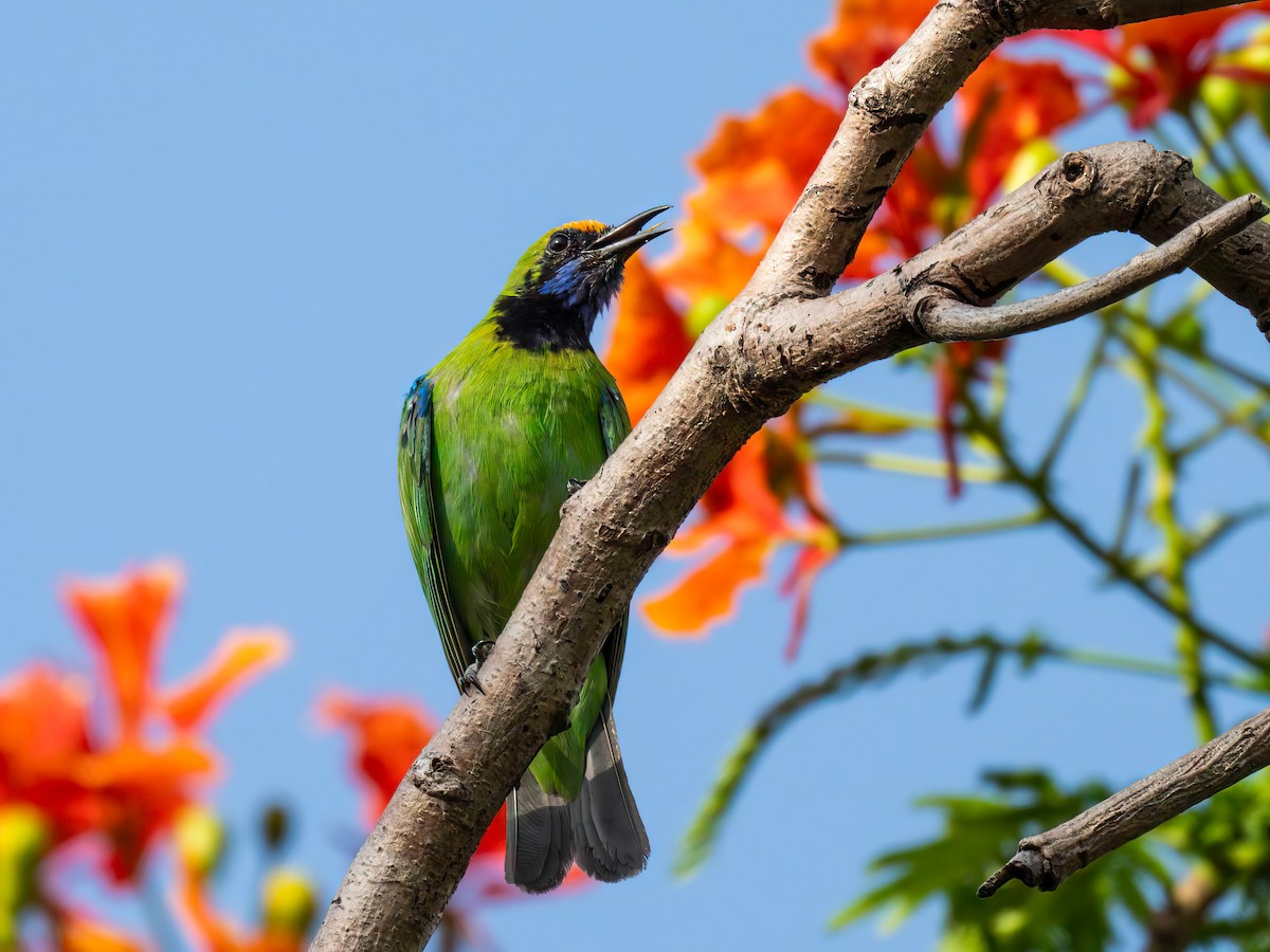 Golden-fronted Leafbird - ML619278447