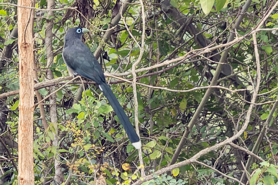 Blue-faced Malkoha - Zebedee Muller