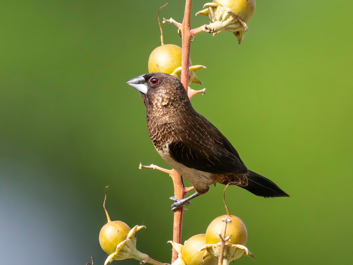 White-rumped Munia - Michael Sanders