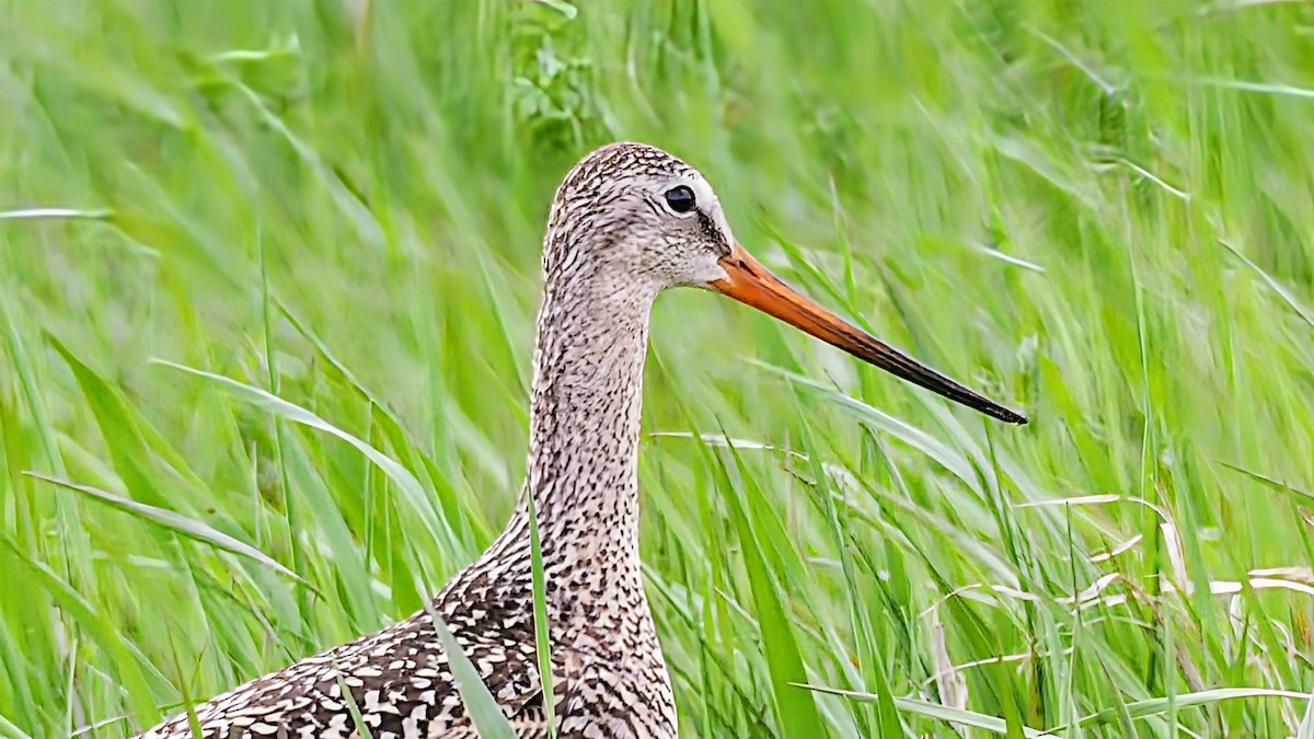 Marbled Godwit - ML619278455