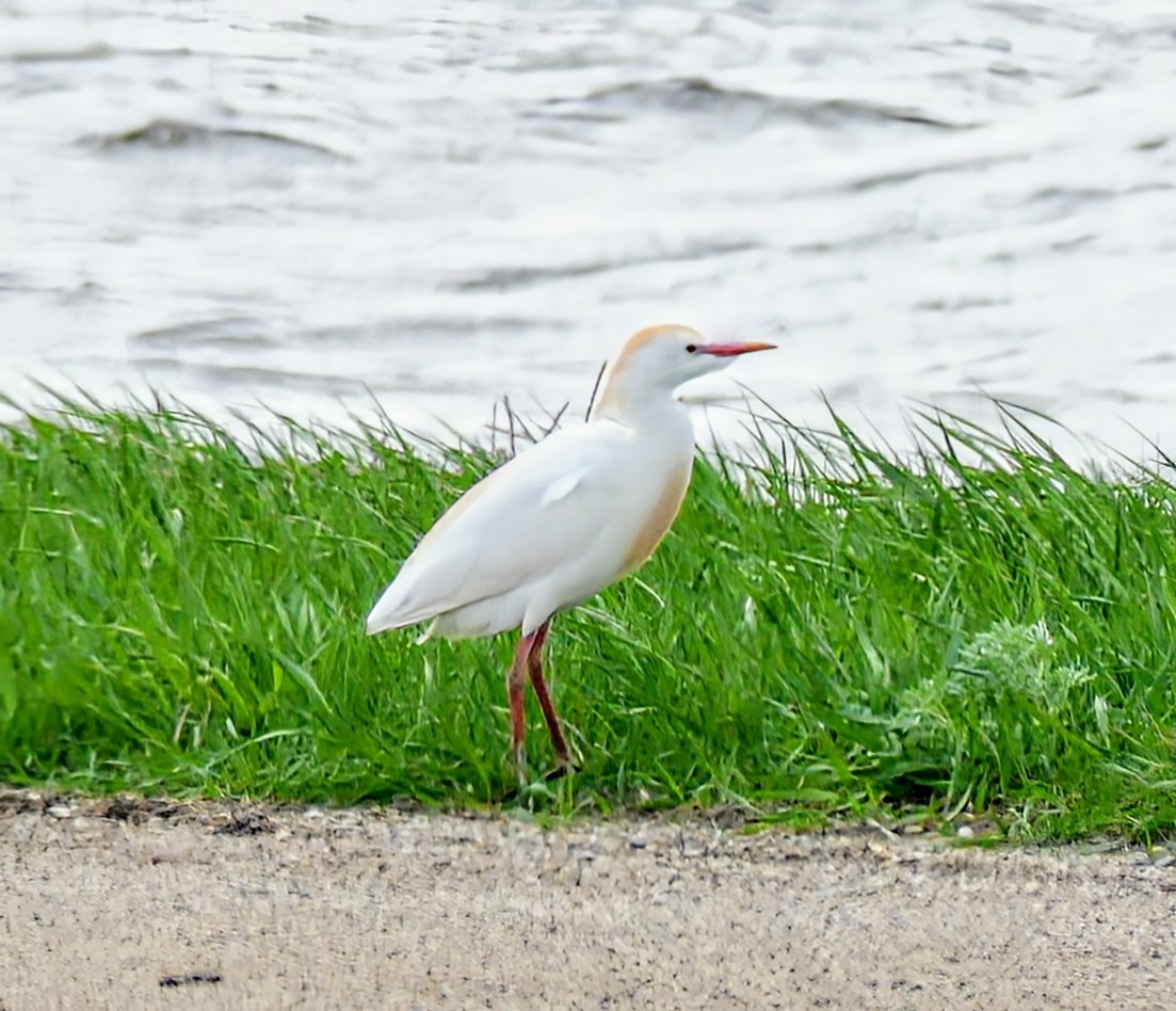 Western Cattle Egret - Evan Peterson