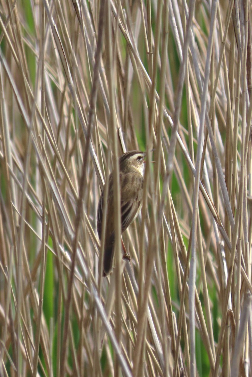 Sedge Warbler - Michael Bowen