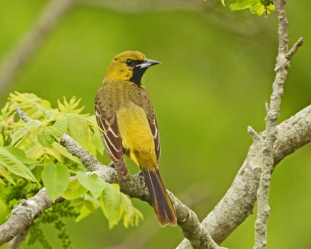 Orchard Oriole - Aubrey Merrill