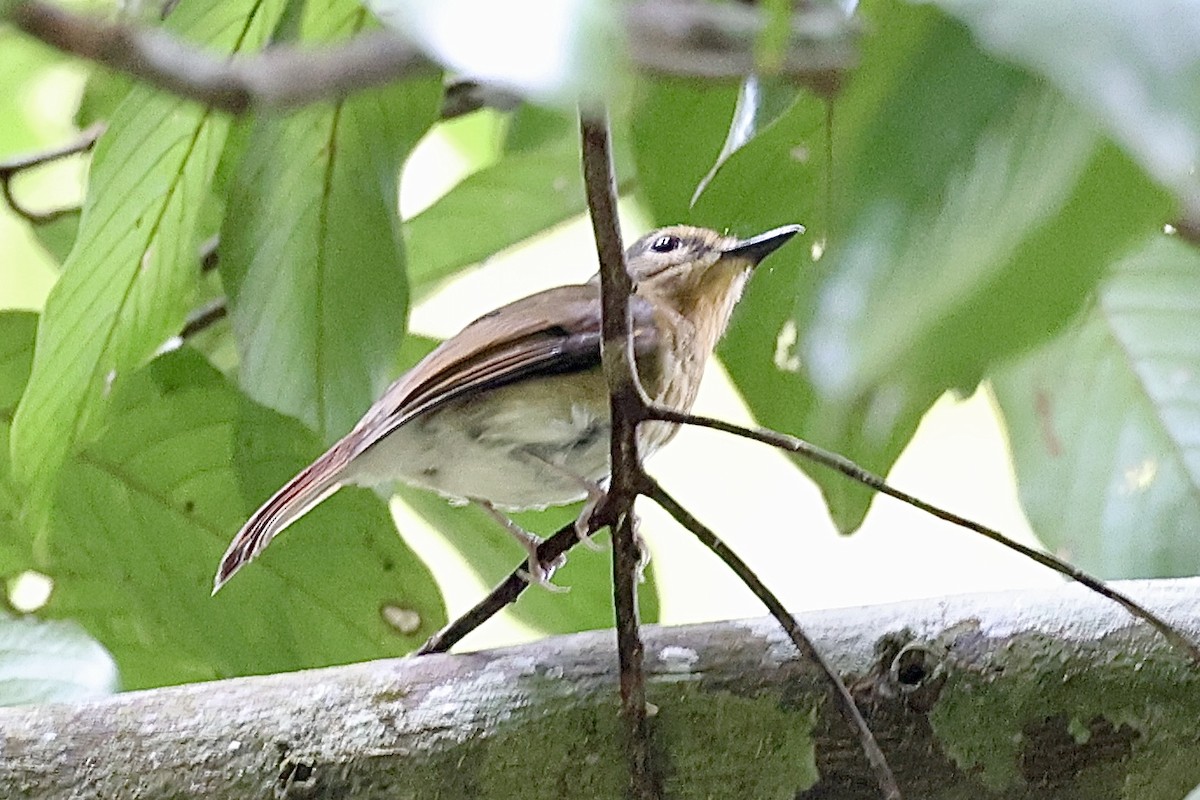 Blue-breasted Blue Flycatcher - ML619278471