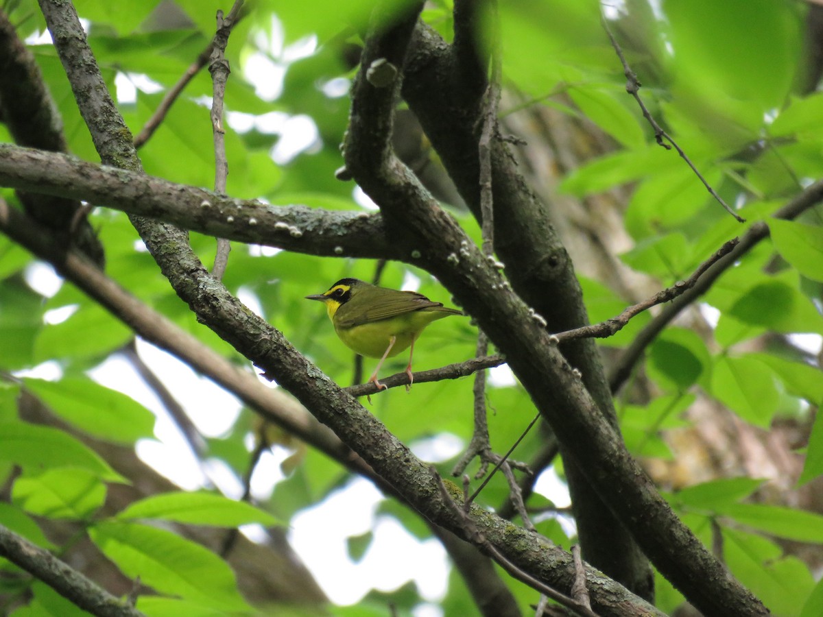 Kentucky Warbler - ML619278477