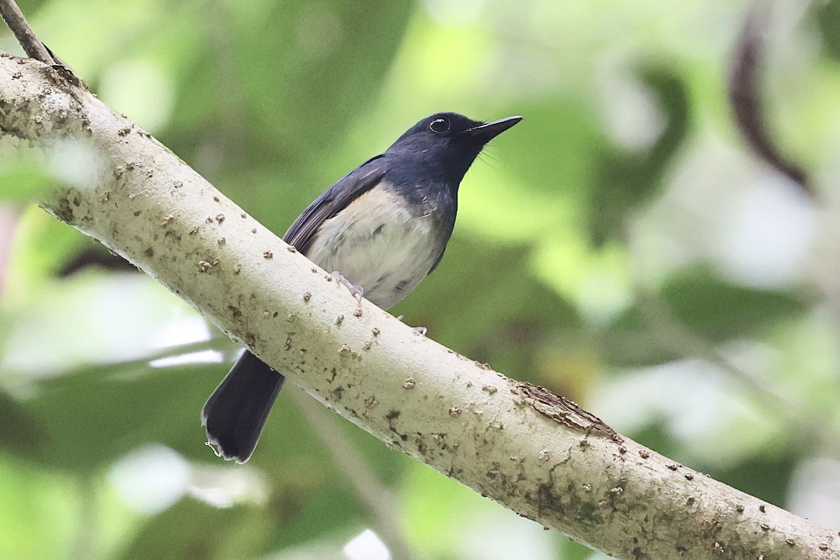 Blue-breasted Blue Flycatcher - Raphaël JORDAN