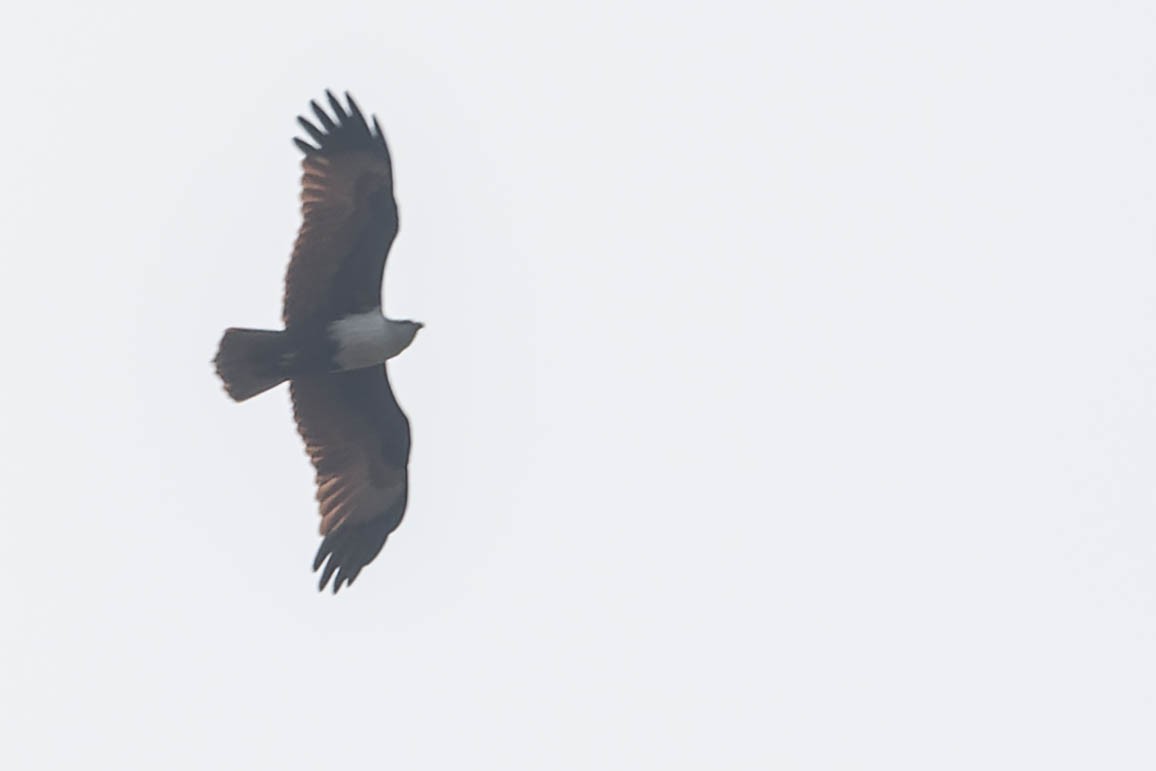 Brahminy Kite - ML619278492