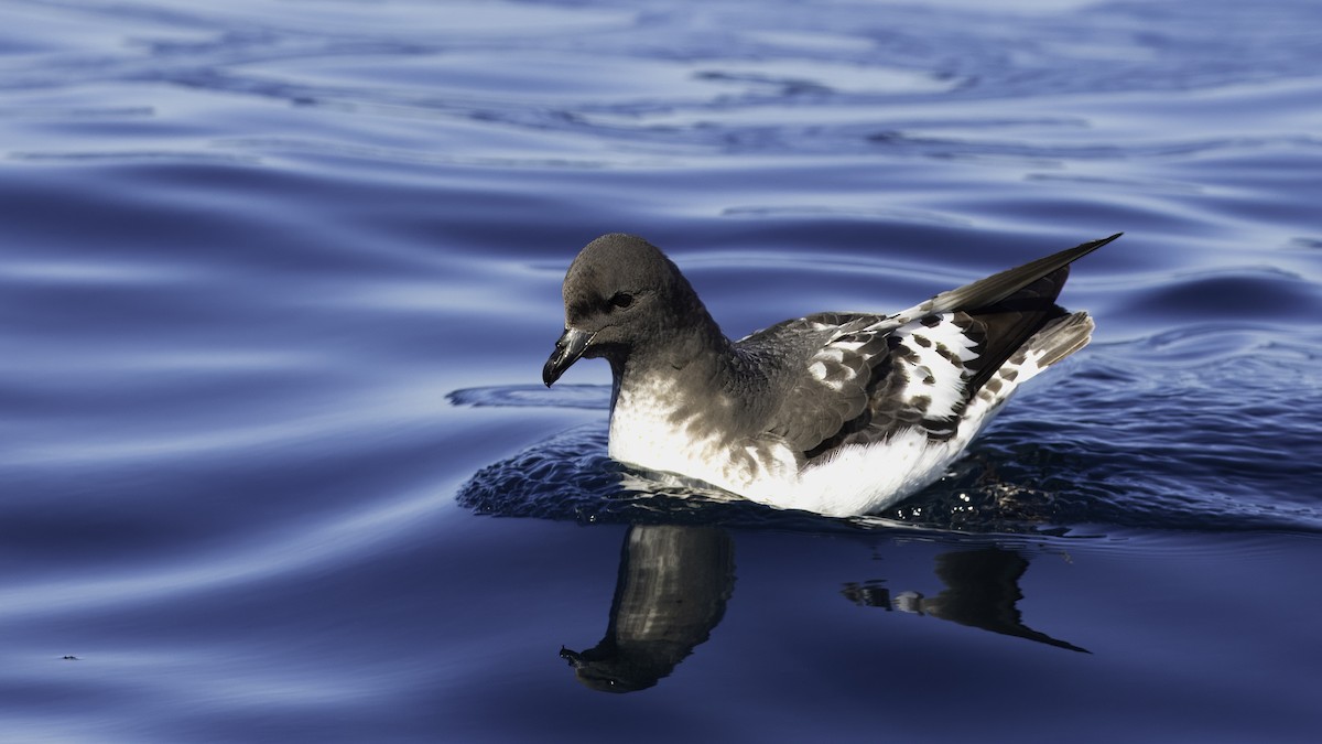 Cape Petrel (Snares) - Markus Craig