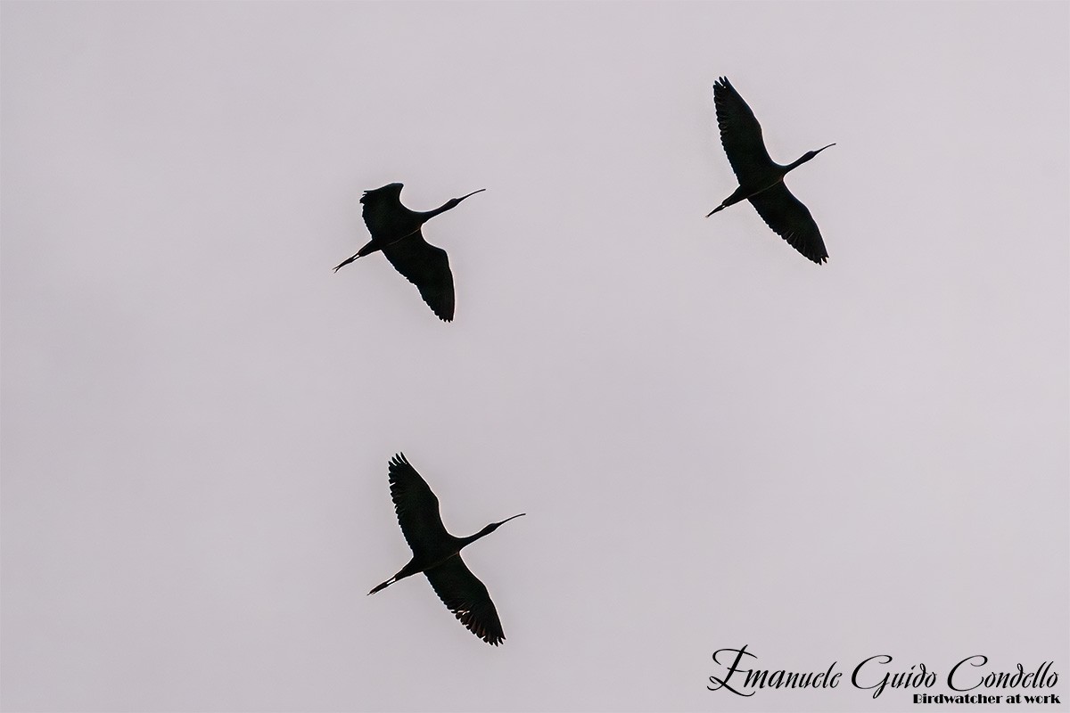 ibis hnědý - ML619278513