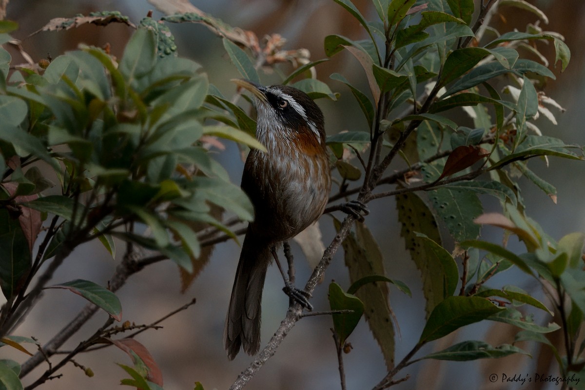 Streak-breasted Scimitar-Babbler - Padmanav Kundu