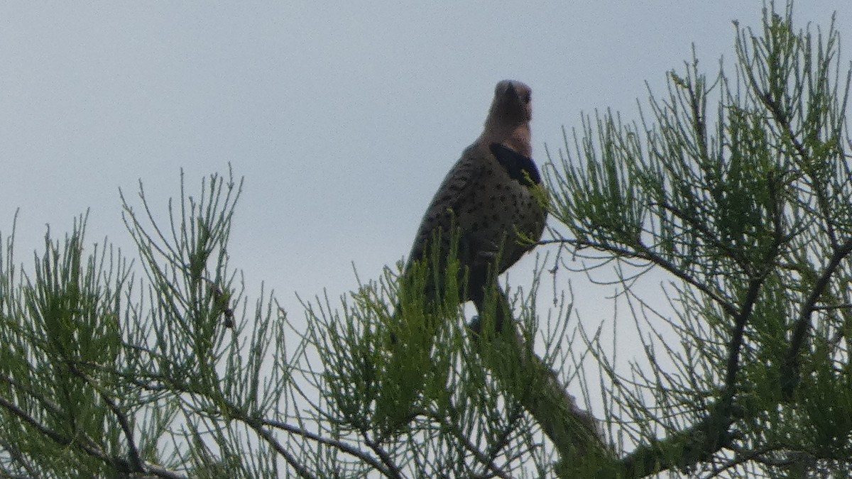 Northern Flicker - ML619278518