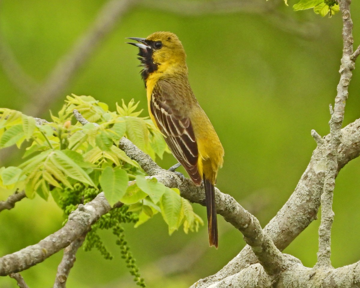 Orchard Oriole - Aubrey Merrill