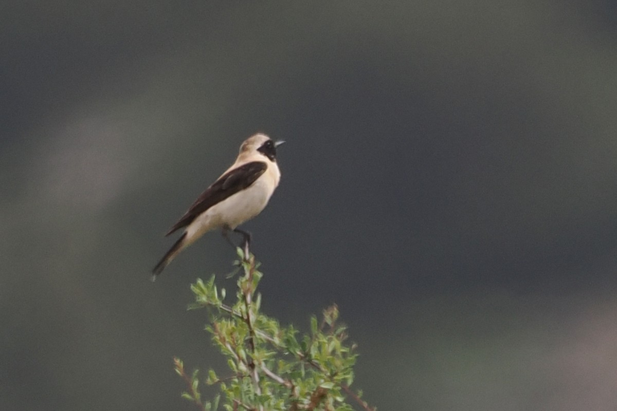 Eastern Black-eared Wheatear - Donna Pomeroy