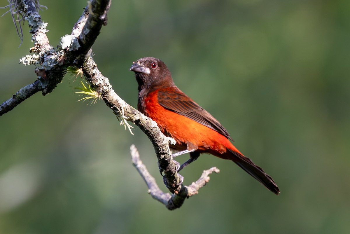 Crimson-backed Tanager - Lutz Duerselen