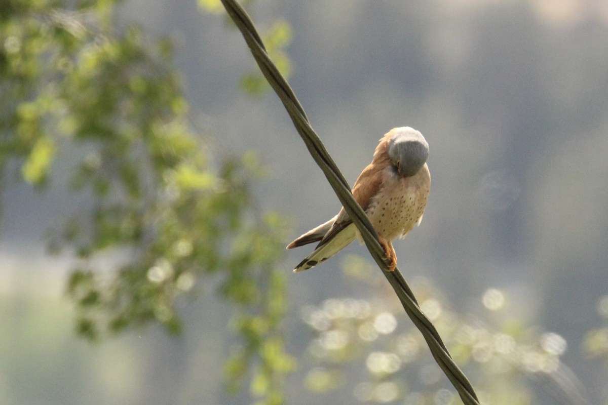 Lesser Kestrel - Isak Salen