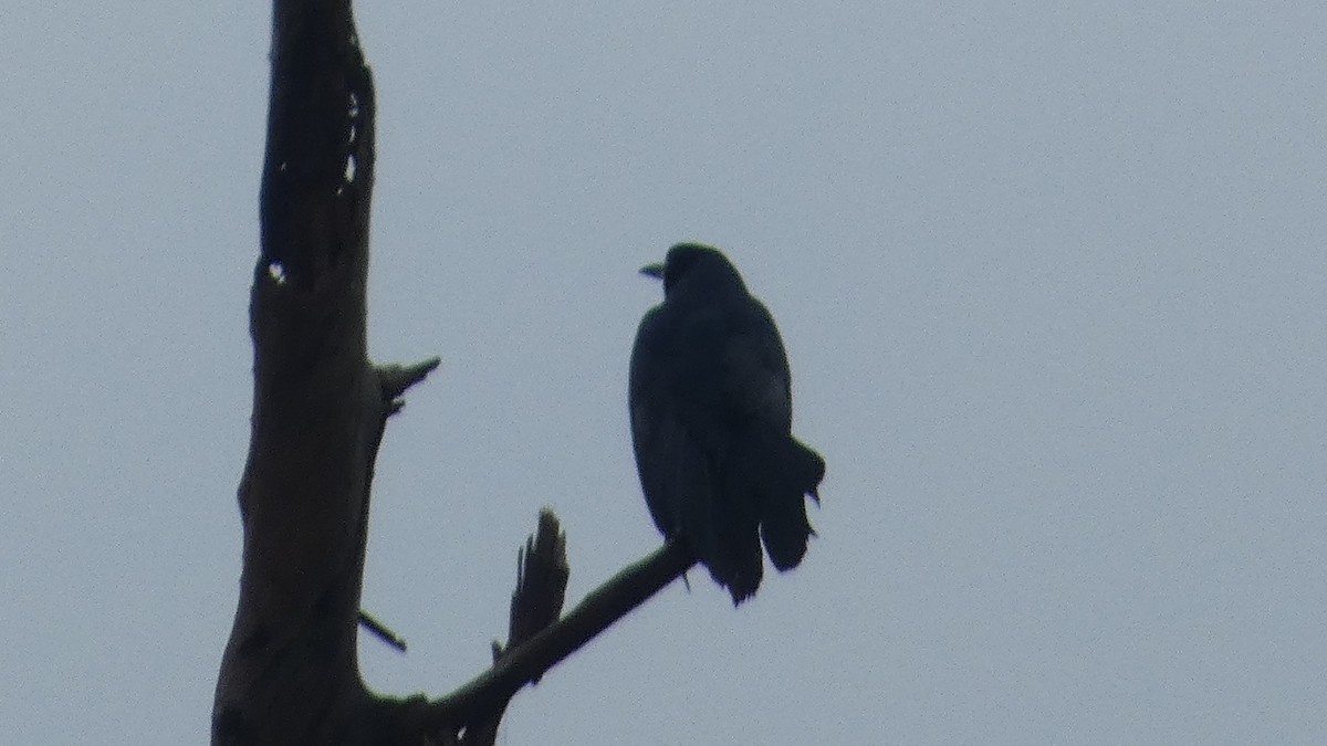 American Crow - Lynn Hollerman