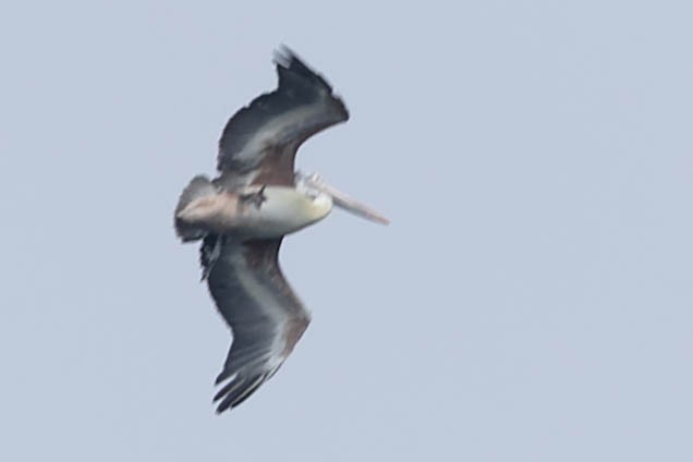 Spot-billed Pelican - Zebedee Muller