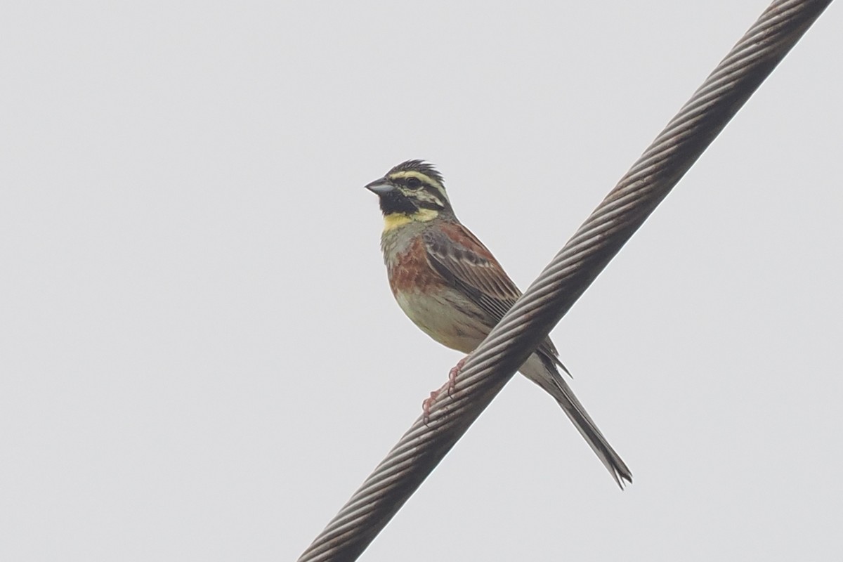 Cirl Bunting - Donna Pomeroy