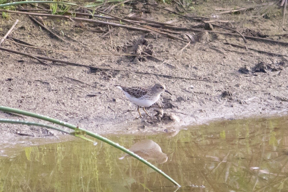 Least Sandpiper - Adam Leisenring