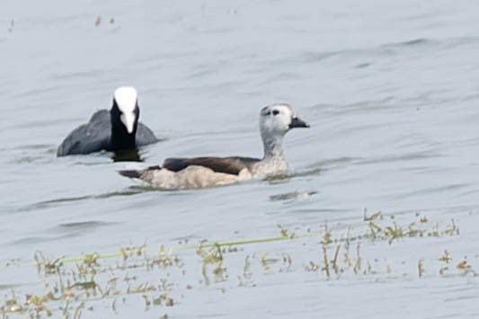 Cotton Pygmy-Goose - ML619278591