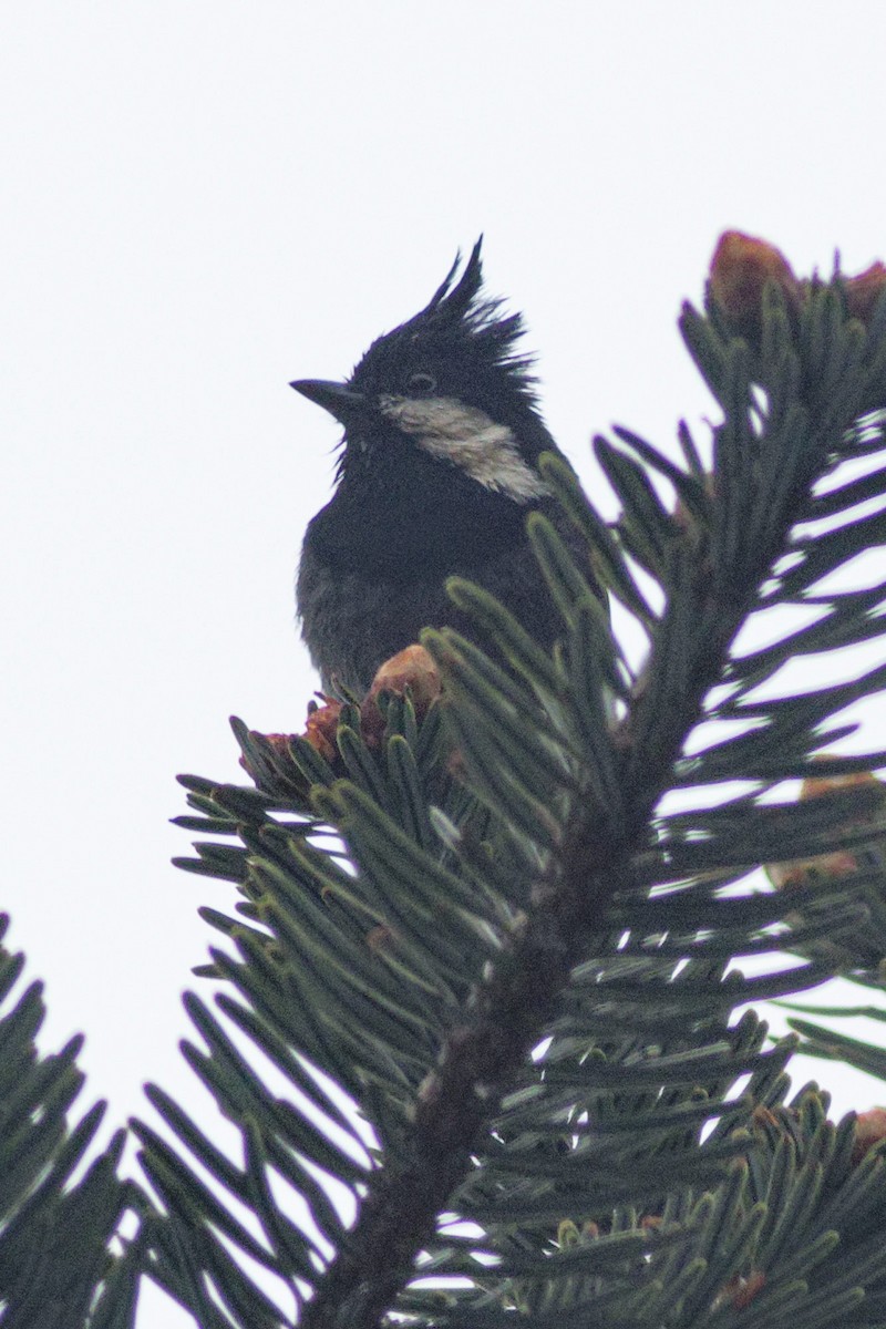 Rufous-vented Tit - Able Lawrence