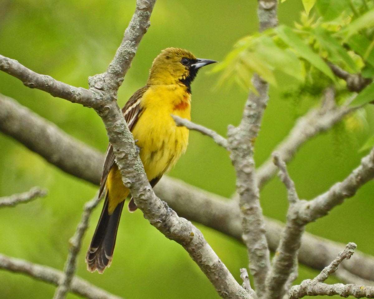 Orchard Oriole - Aubrey Merrill