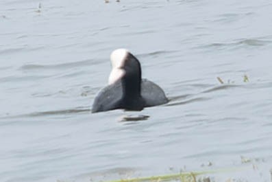 Eurasian Coot - ML619278600