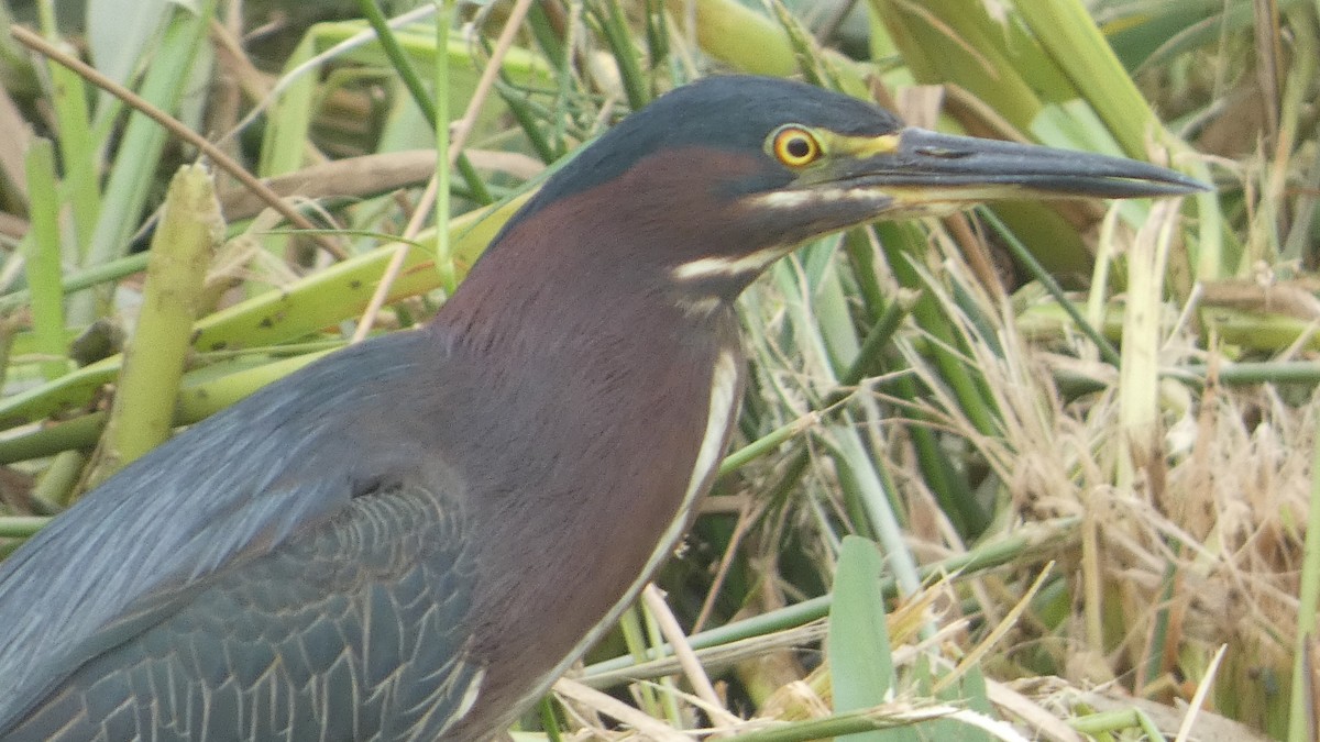 Green Heron - Lynn Hollerman