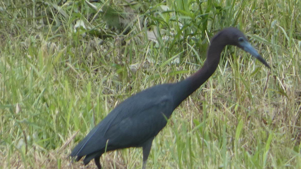 Little Blue Heron - ML619278613