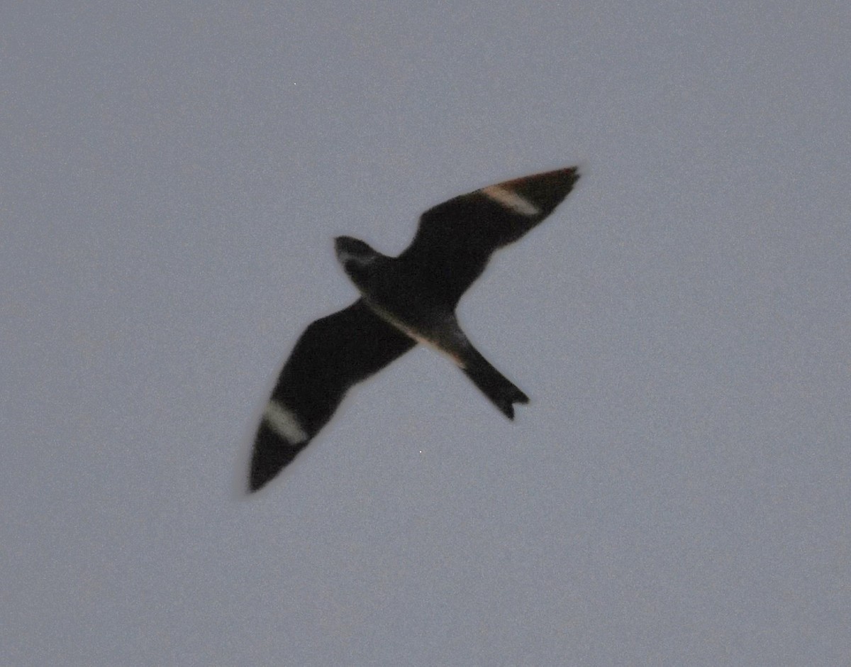 Common Nighthawk - Ted Stewart