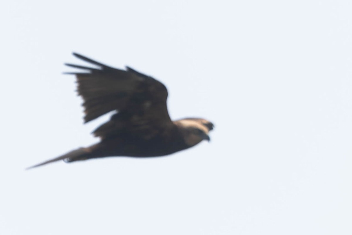 Western Marsh Harrier - ML619278617