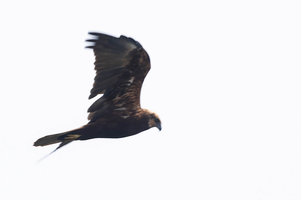 Western Marsh Harrier - Zebedee Muller