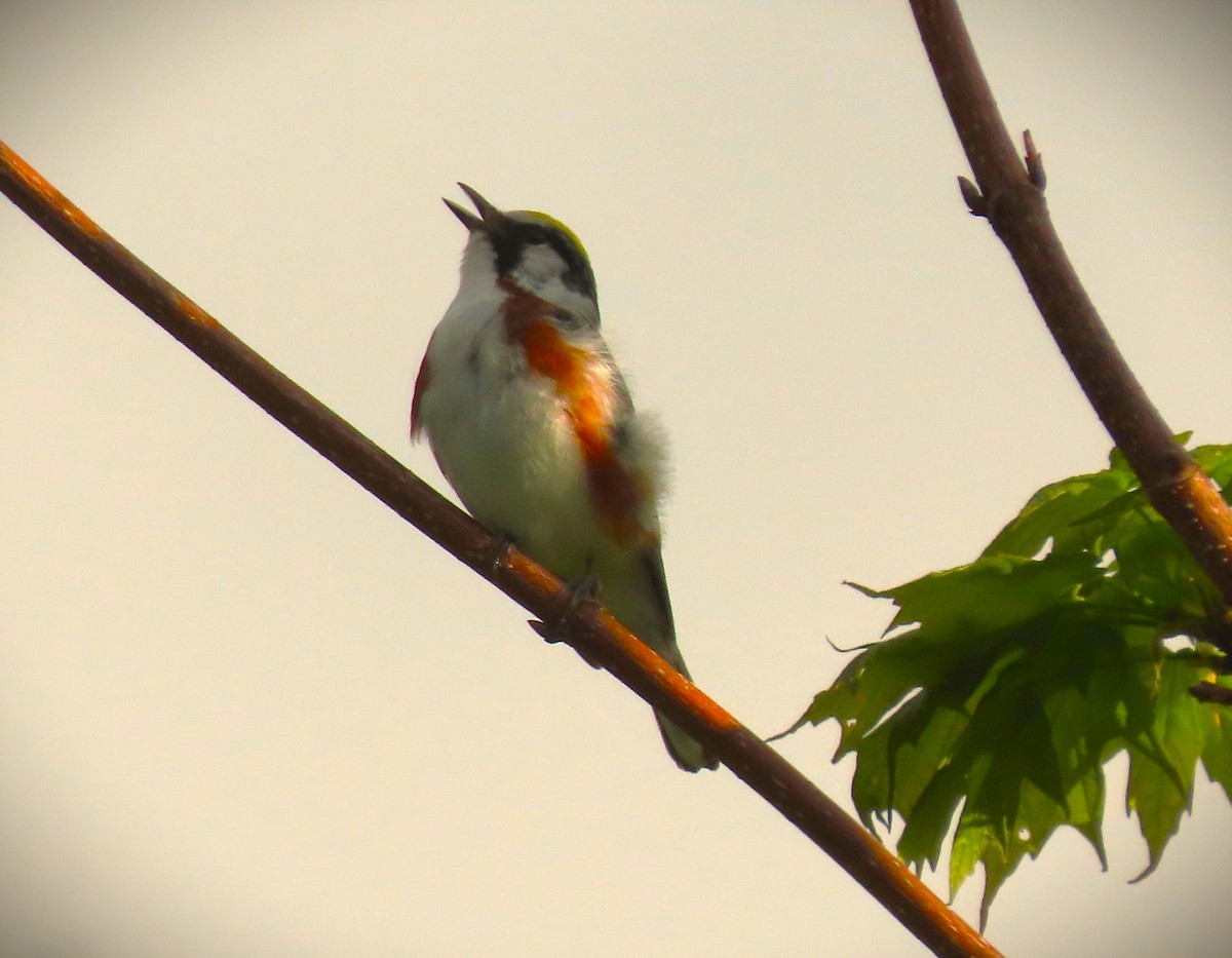 Chestnut-sided Warbler - Michael Haas