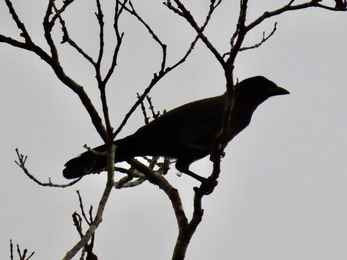 Purplish Jay - Greg Vassilopoulos