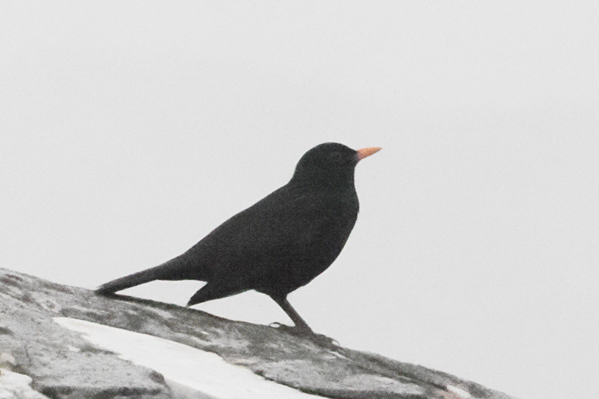 Eurasian Blackbird - Donna Pomeroy