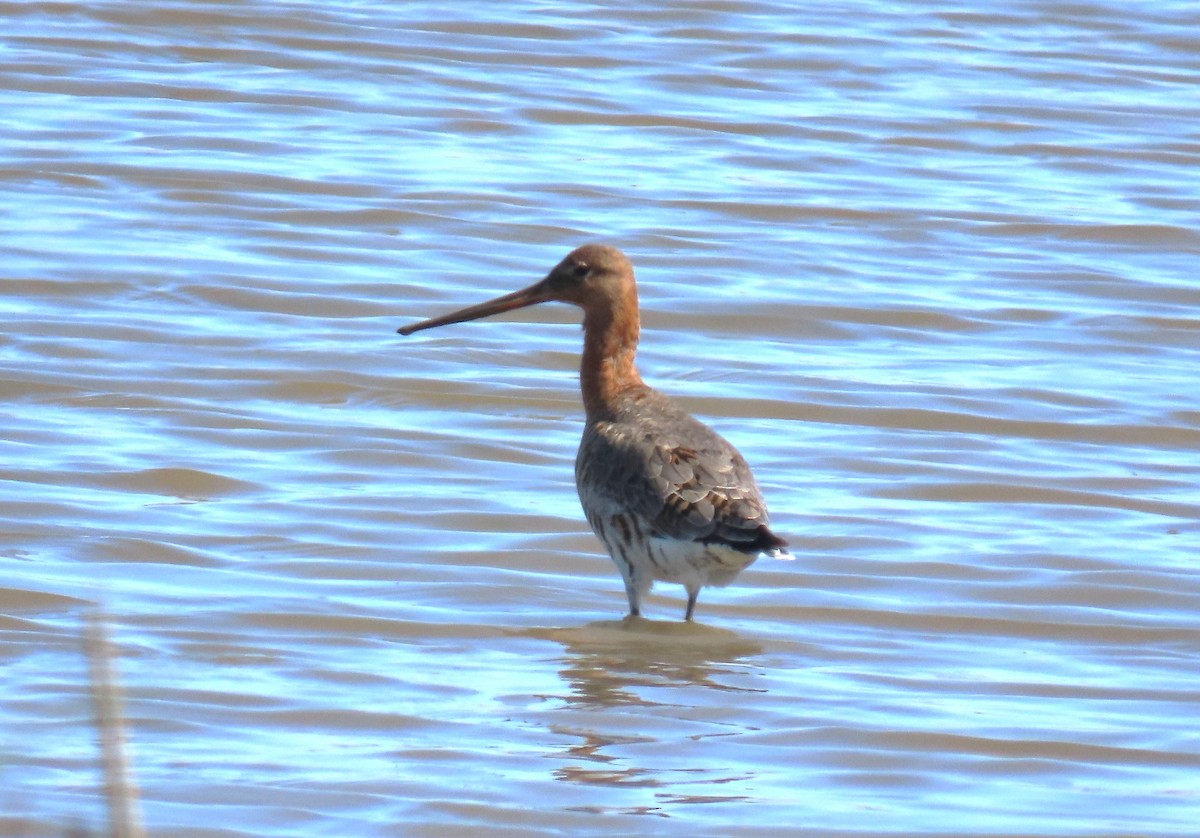 Black-tailed Godwit - Michael Bowen