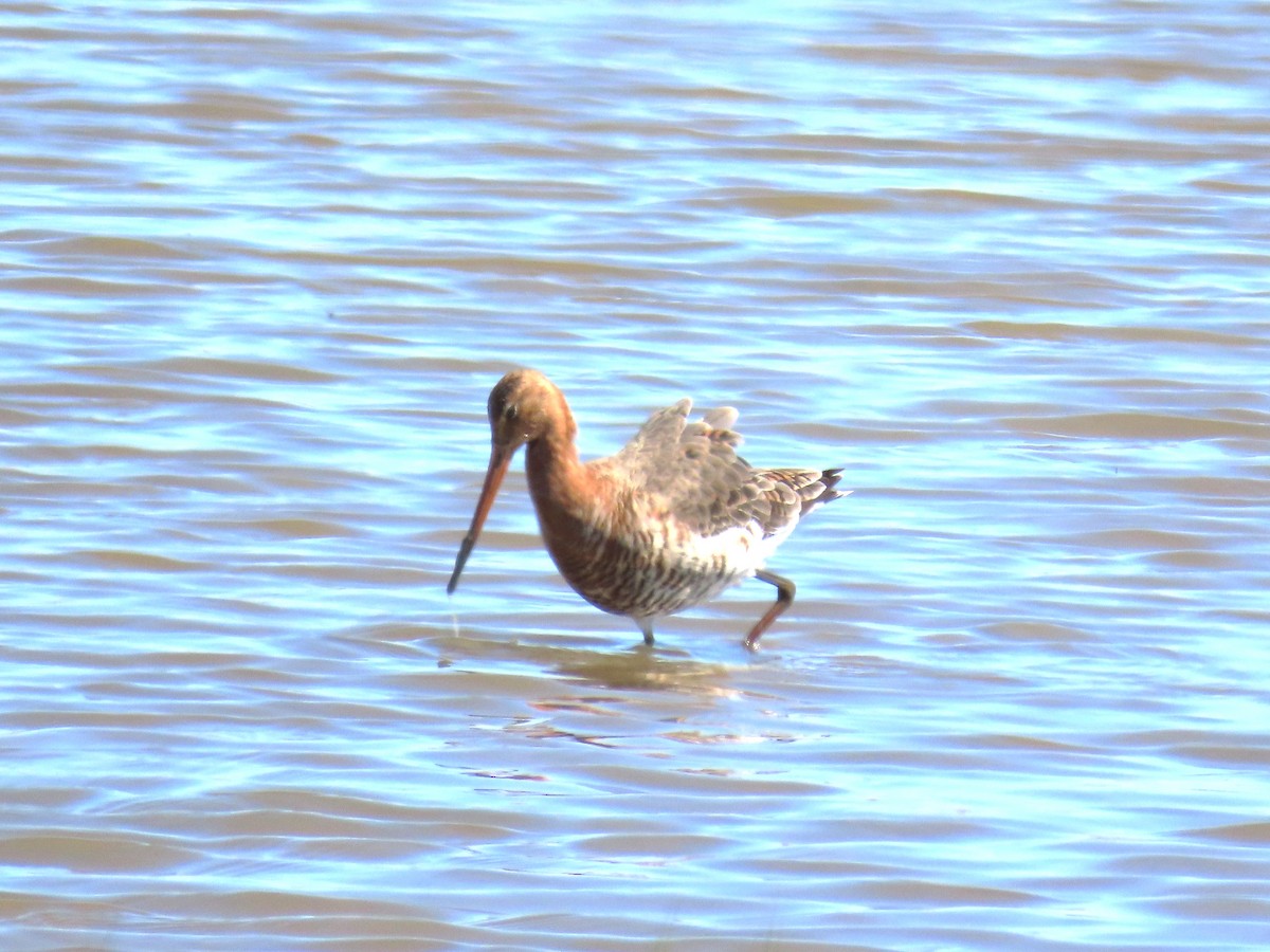 Black-tailed Godwit - Michael Bowen