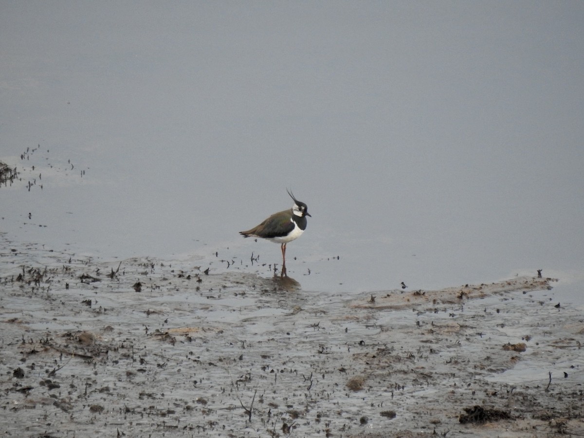 Northern Lapwing - Stephen Bailey