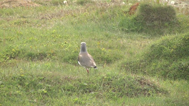 čejka jihoamerická (ssp. chilensis/fretensis) - ML619278658