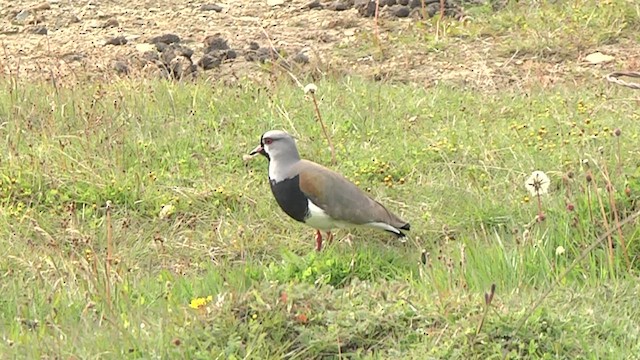 Avefría Tero (chilensis/fretensis) - ML619278662