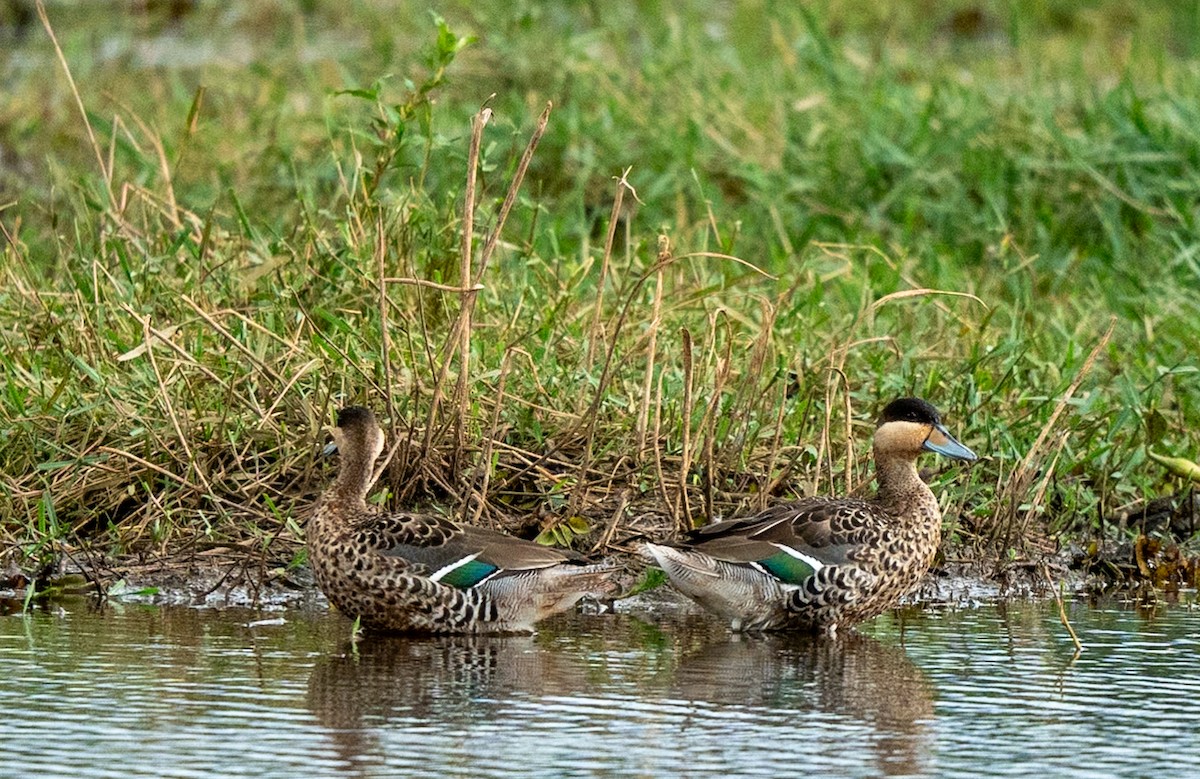 Silver Teal - Marcus Müller