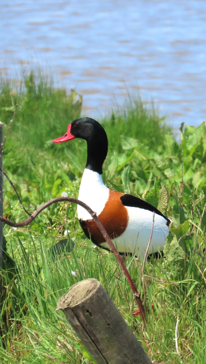 Common Shelduck - Michael Bowen