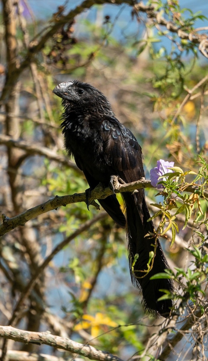 Smooth-billed Ani - Marcus Müller